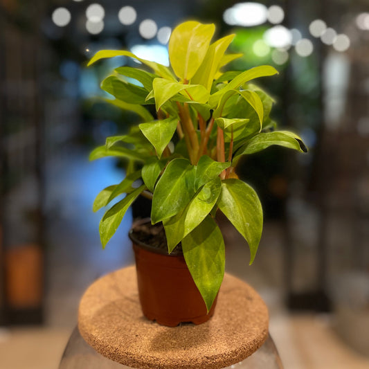 Philodendron Lemon Lime 4”
