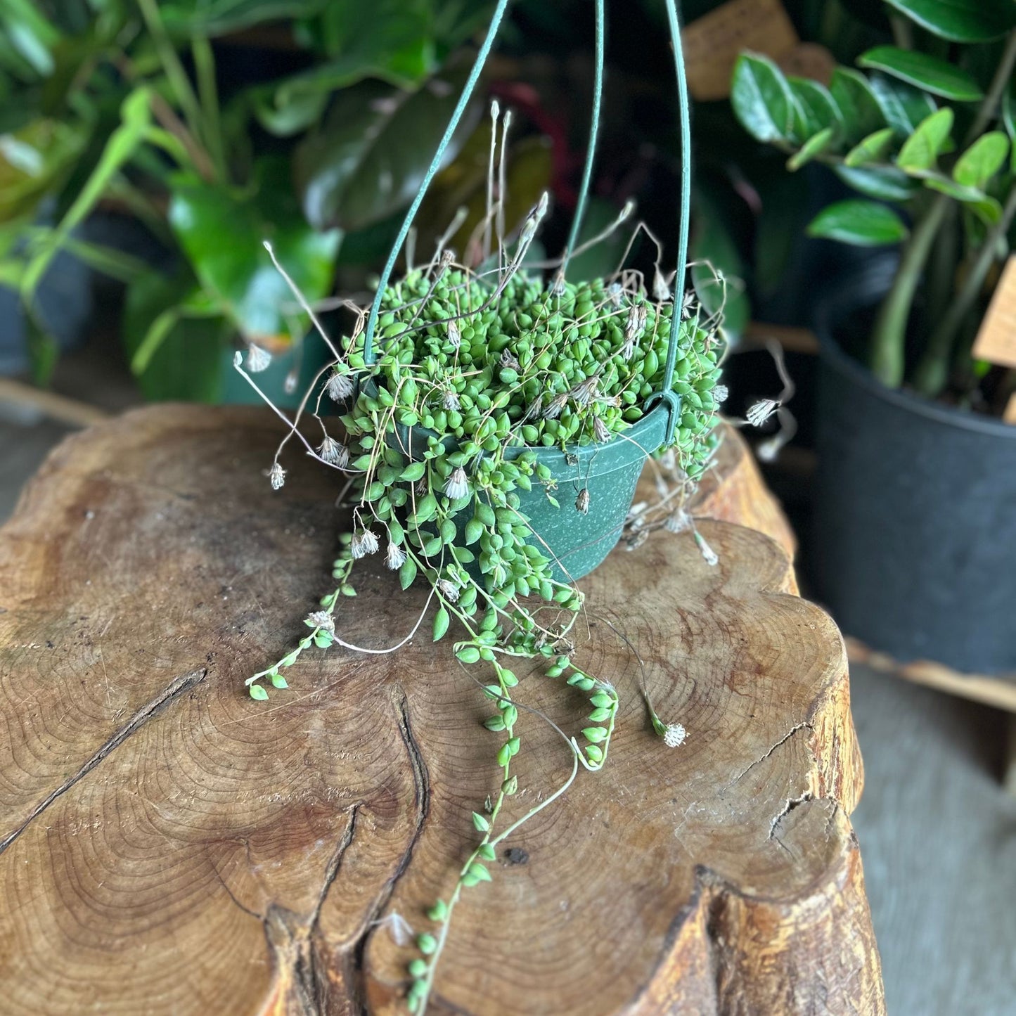 String of Tears 6" HB