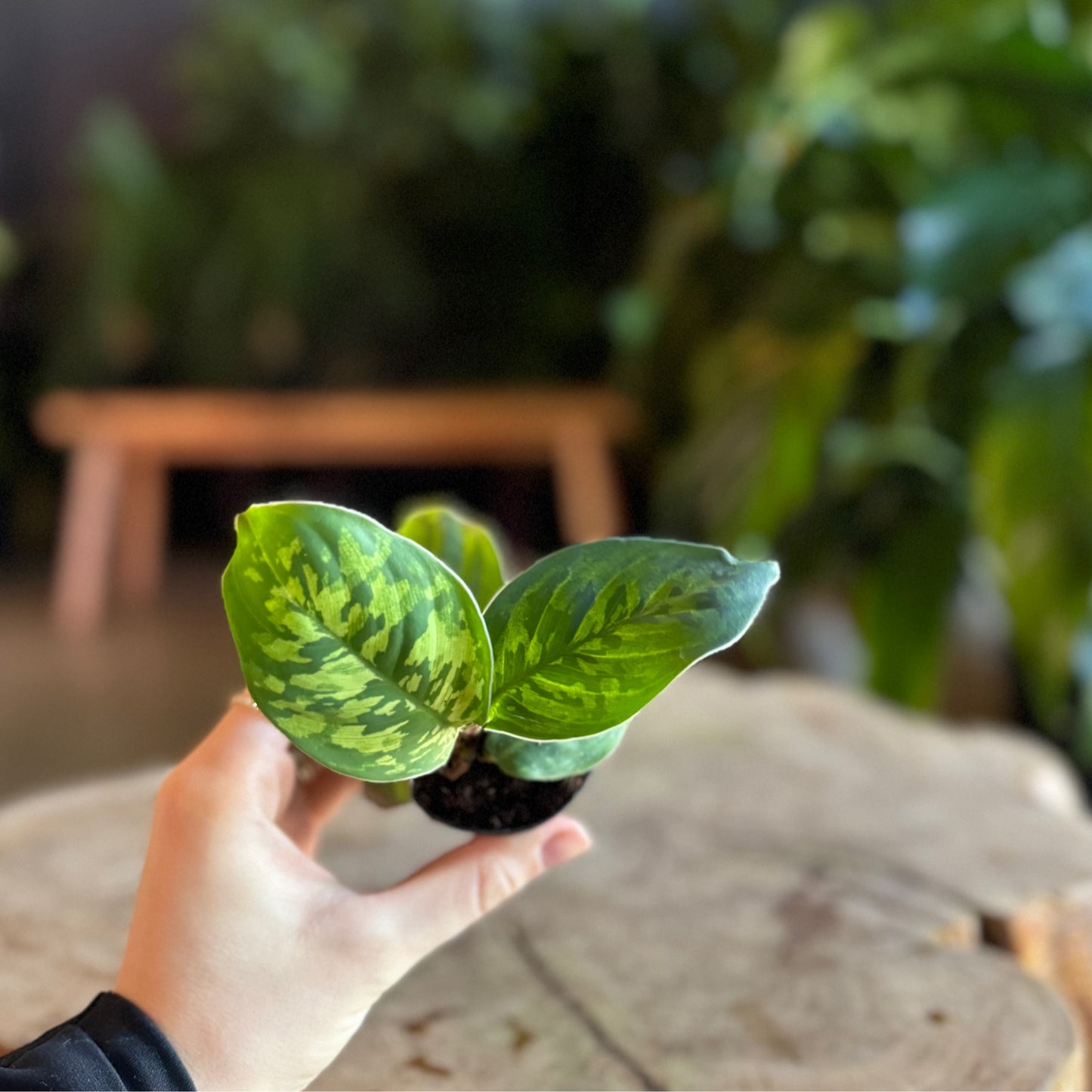Homalomena Camoflage 2”