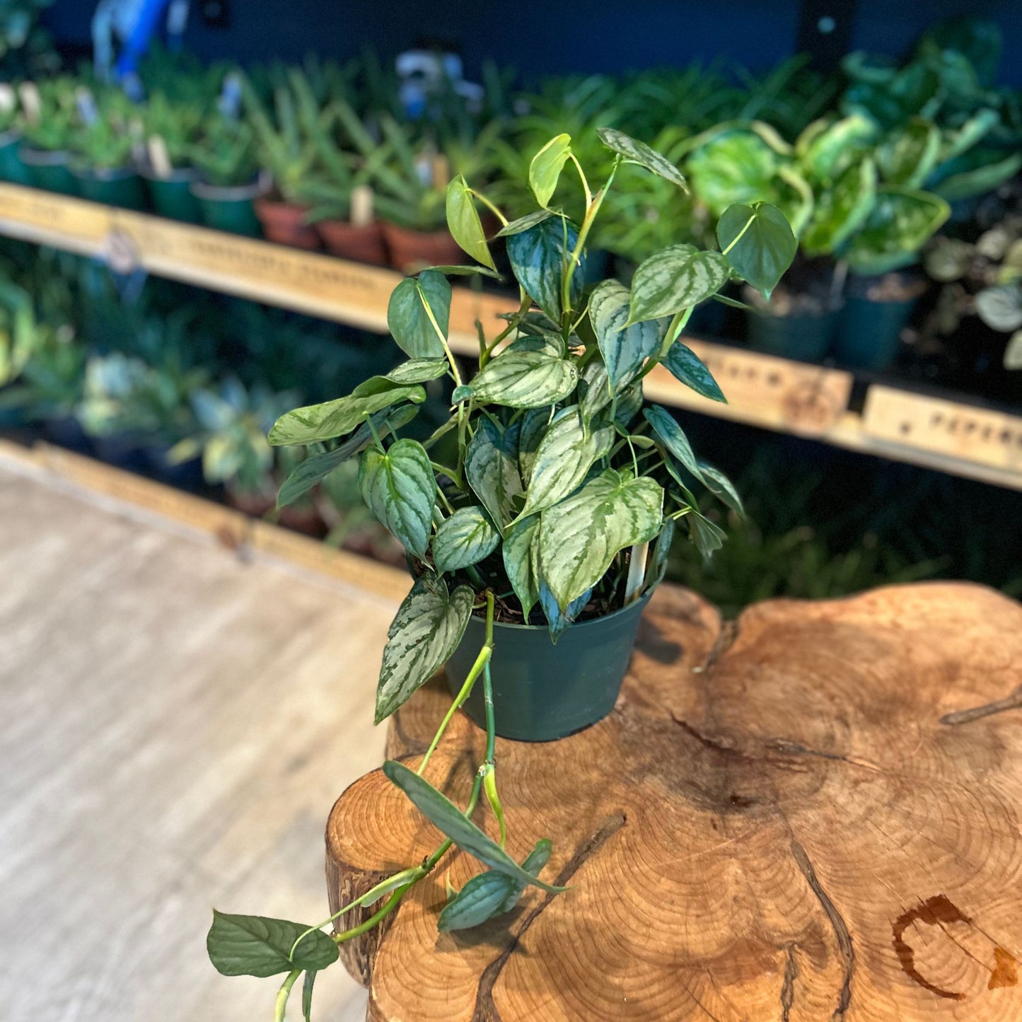 Philodendron Brandtianum 6” (Hoop)