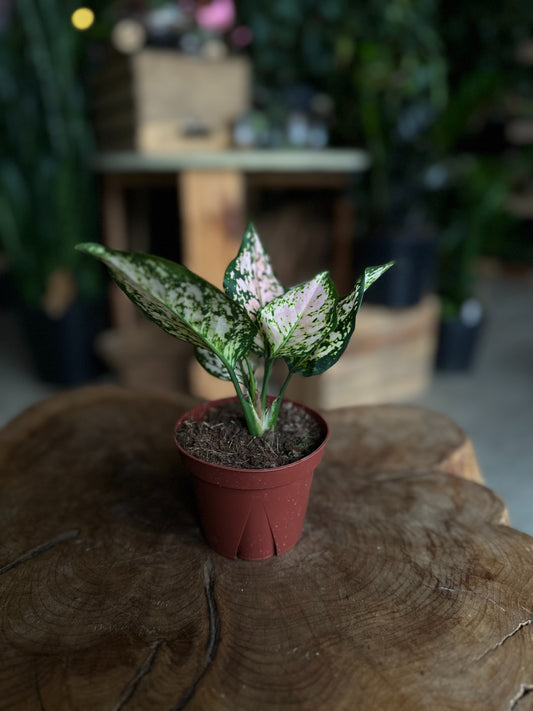 Aglaonema Eileen 4"