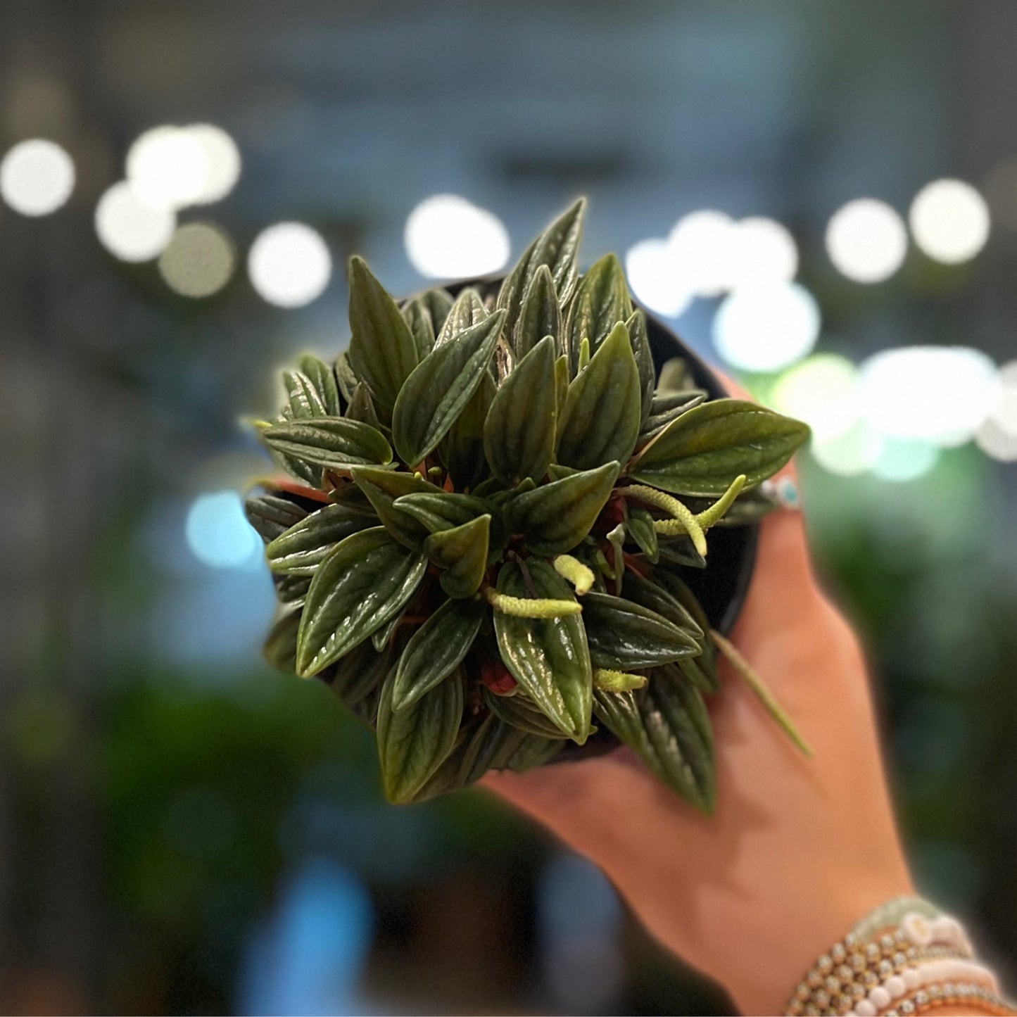 Peperomia Rosso 4”