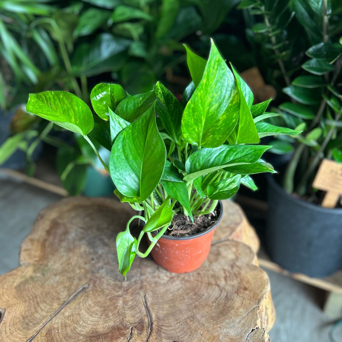 Golden Pothos 6"
