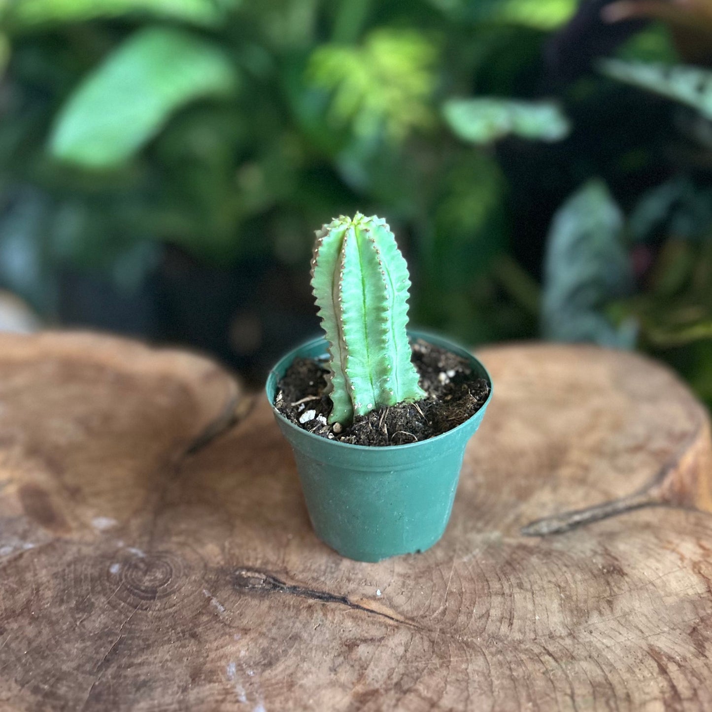 Euphorbia Fruticosa Inermis 3"