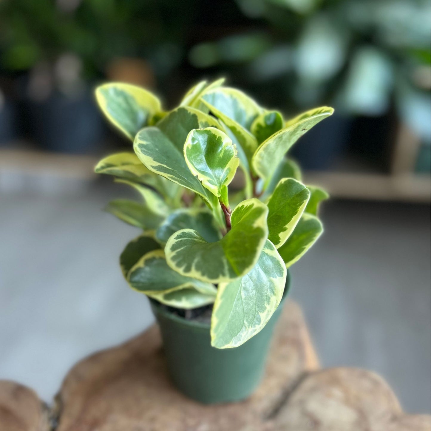 Peperomia Obtusifolia Variegated 4"