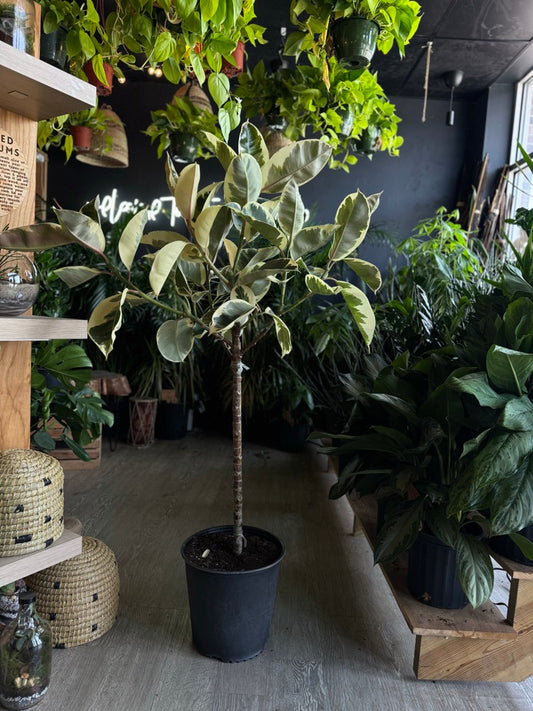 Ficus Tineke 12”