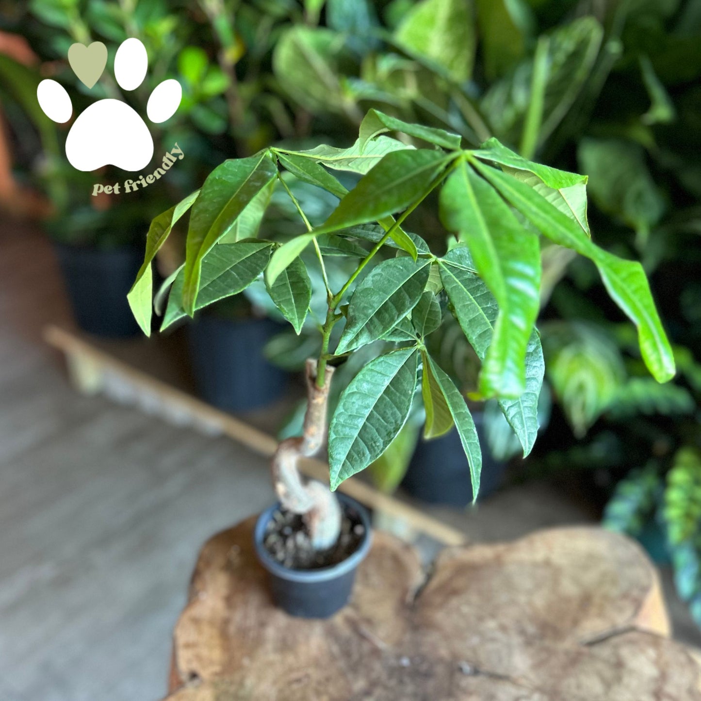Money Tree Suesse 4"