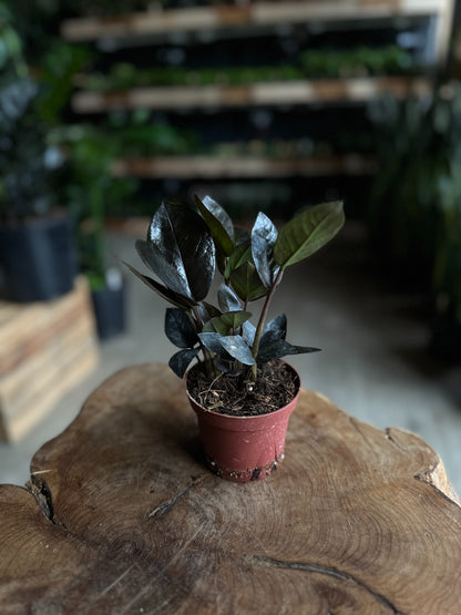 ZZ Plant Black Queen 4"