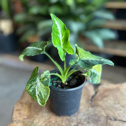 Syngonium Scrambled Egg