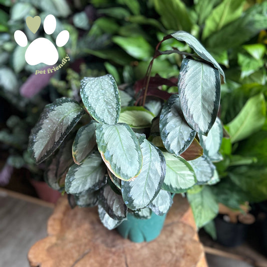Calathea Pictura 8"