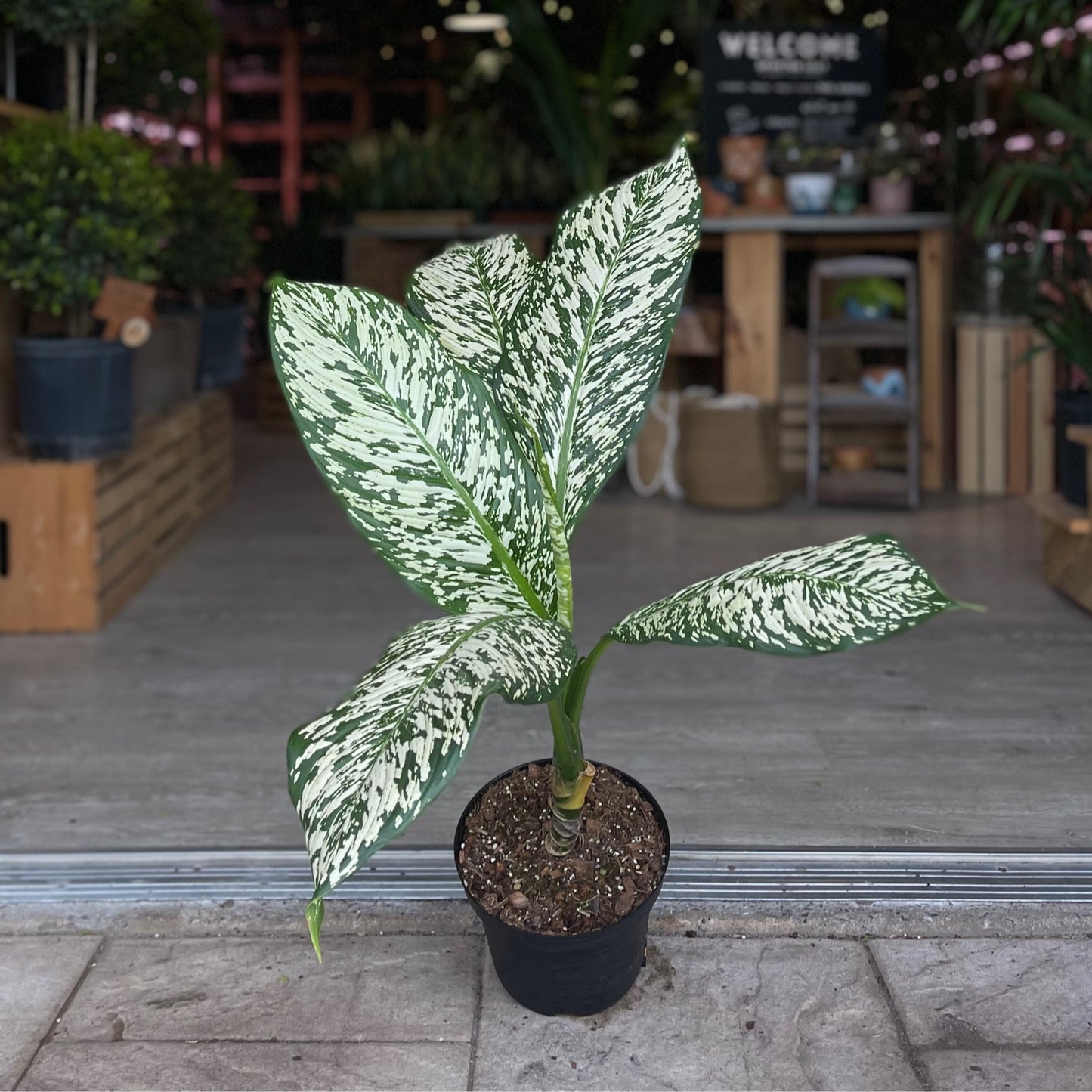 Dieffenbachia White Etna 8"