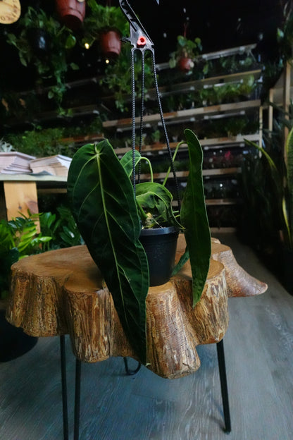 Anthurium Warocqueanum 4" HB