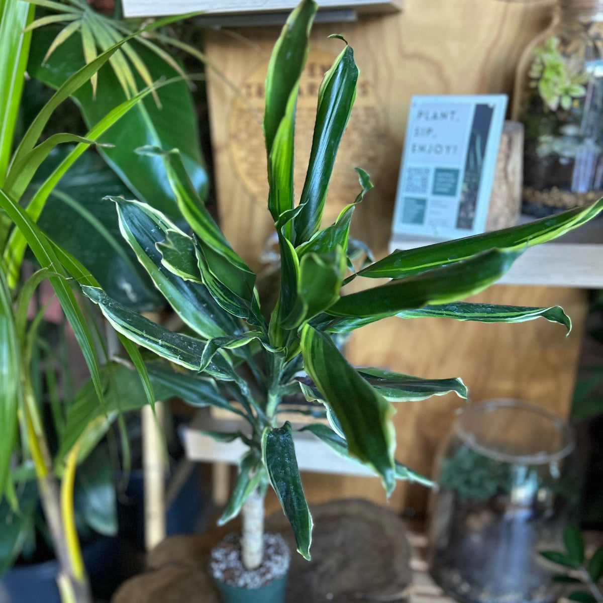 Dracaena Yellow Coast 4"