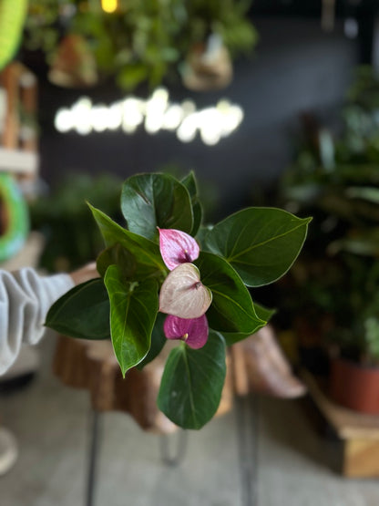 Anthurium Baby Purple 4”