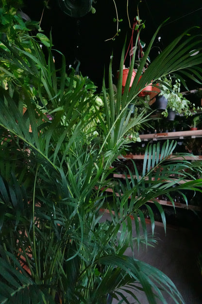 Cat Palm 10”