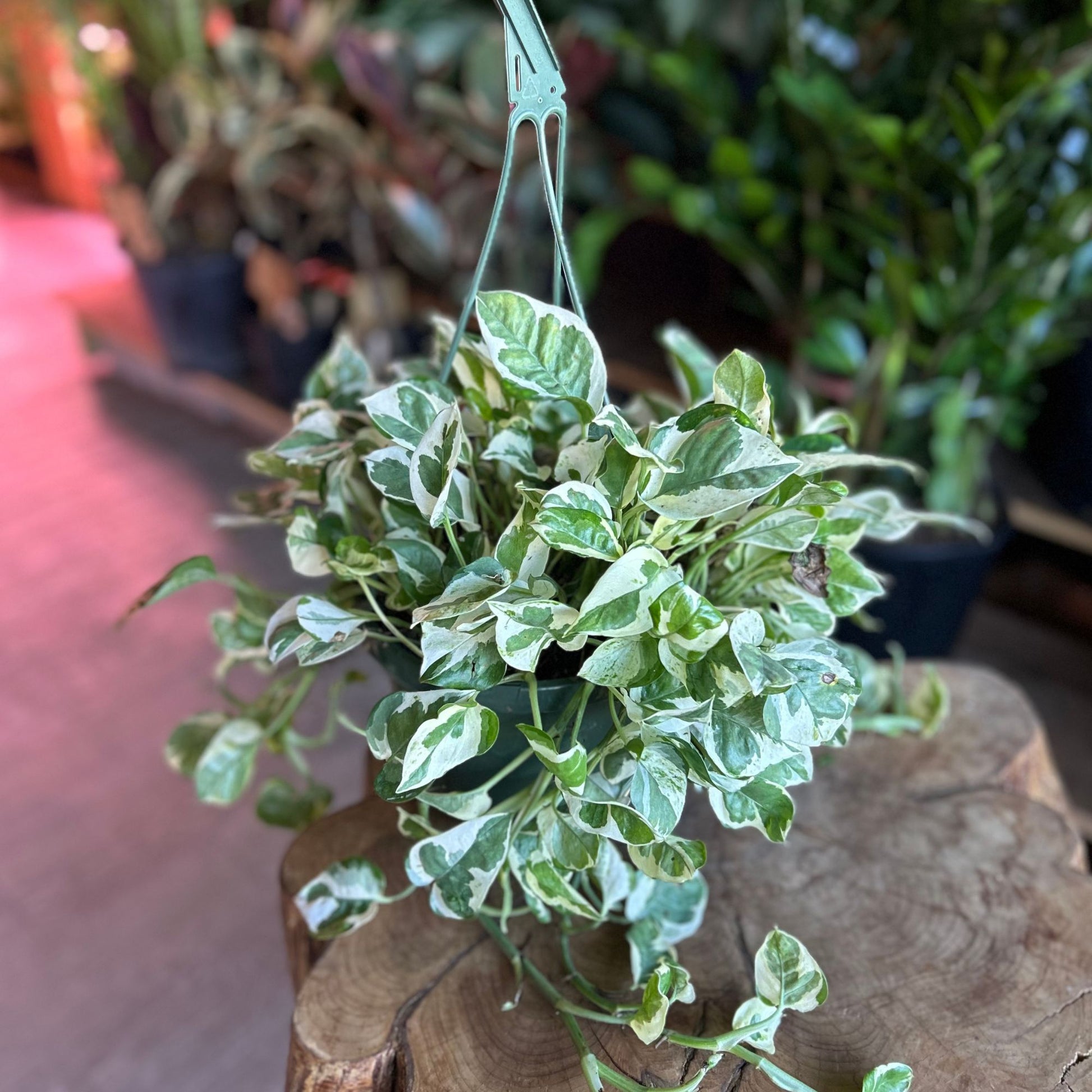 Pearls & Jade 8 HB