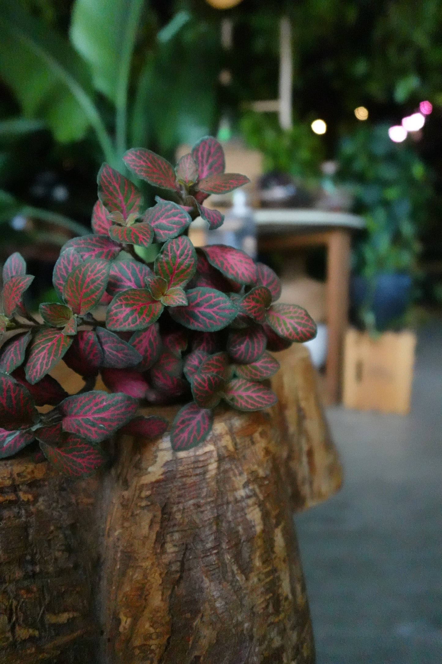 Fittonia Mosaic Red Tiger 2"