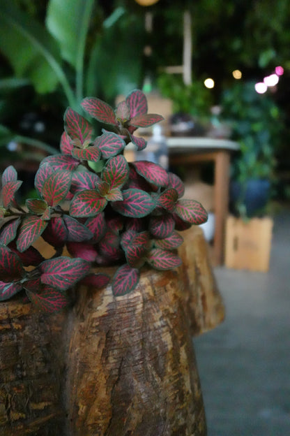 Fittonia Mosaic Red Tiger 2"