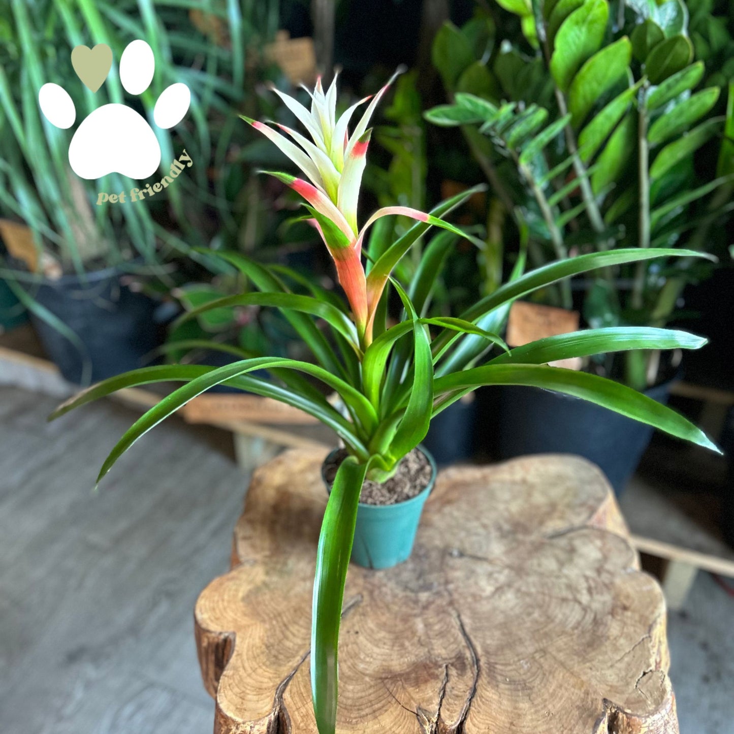 Bromeliad Guzmania 6”