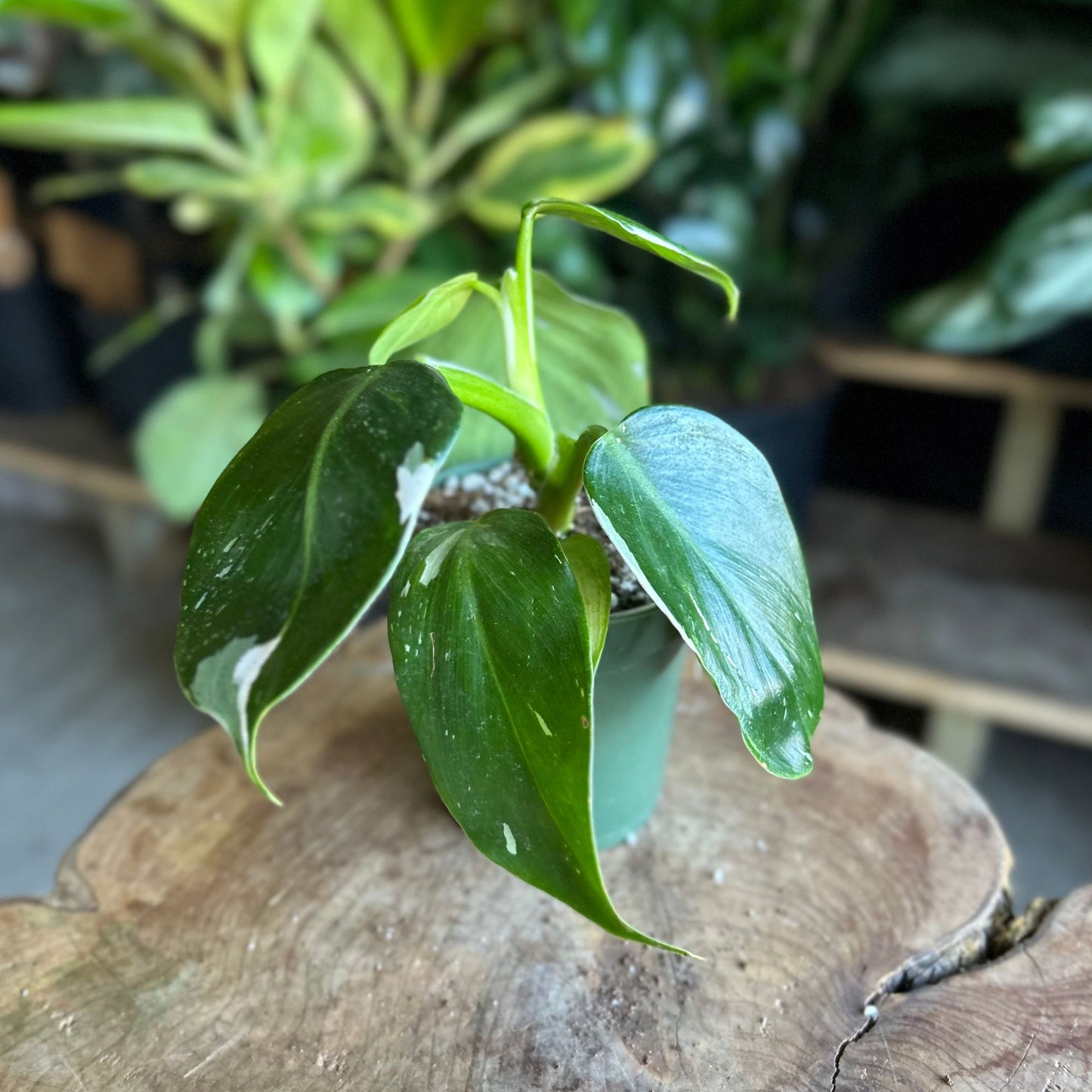 Philodendron White Wizard 4”