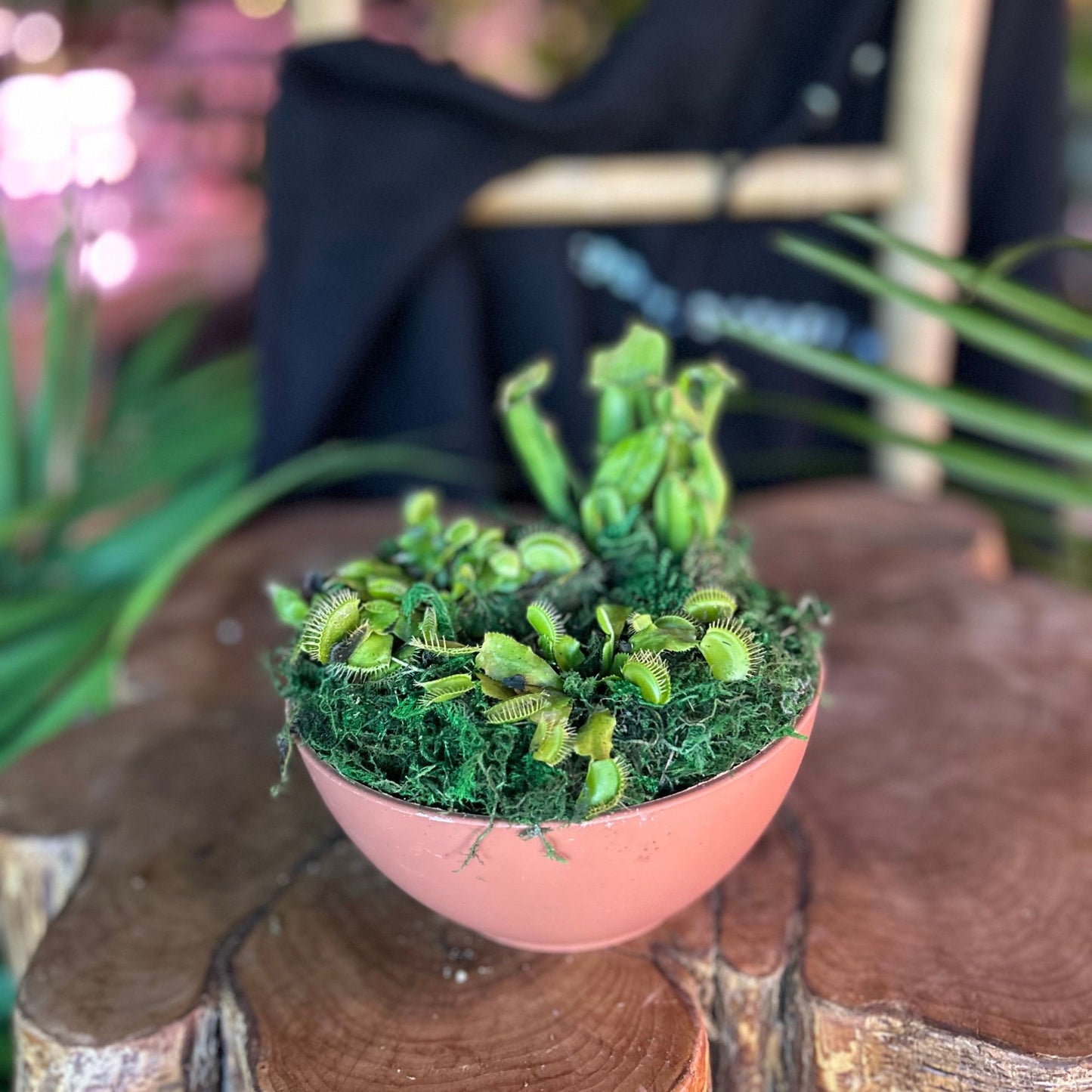 Carnivourous Bog Garden 6"