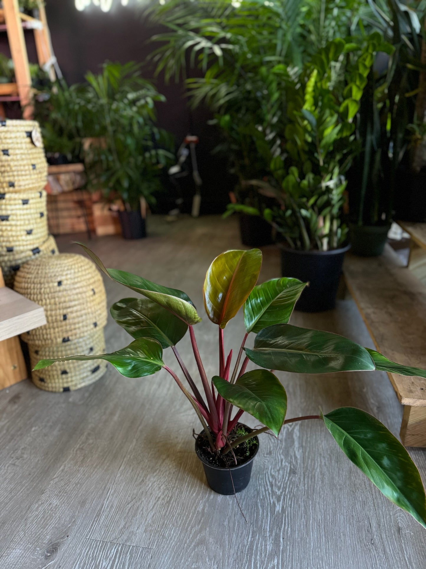 Philodendron Red Congo 6"