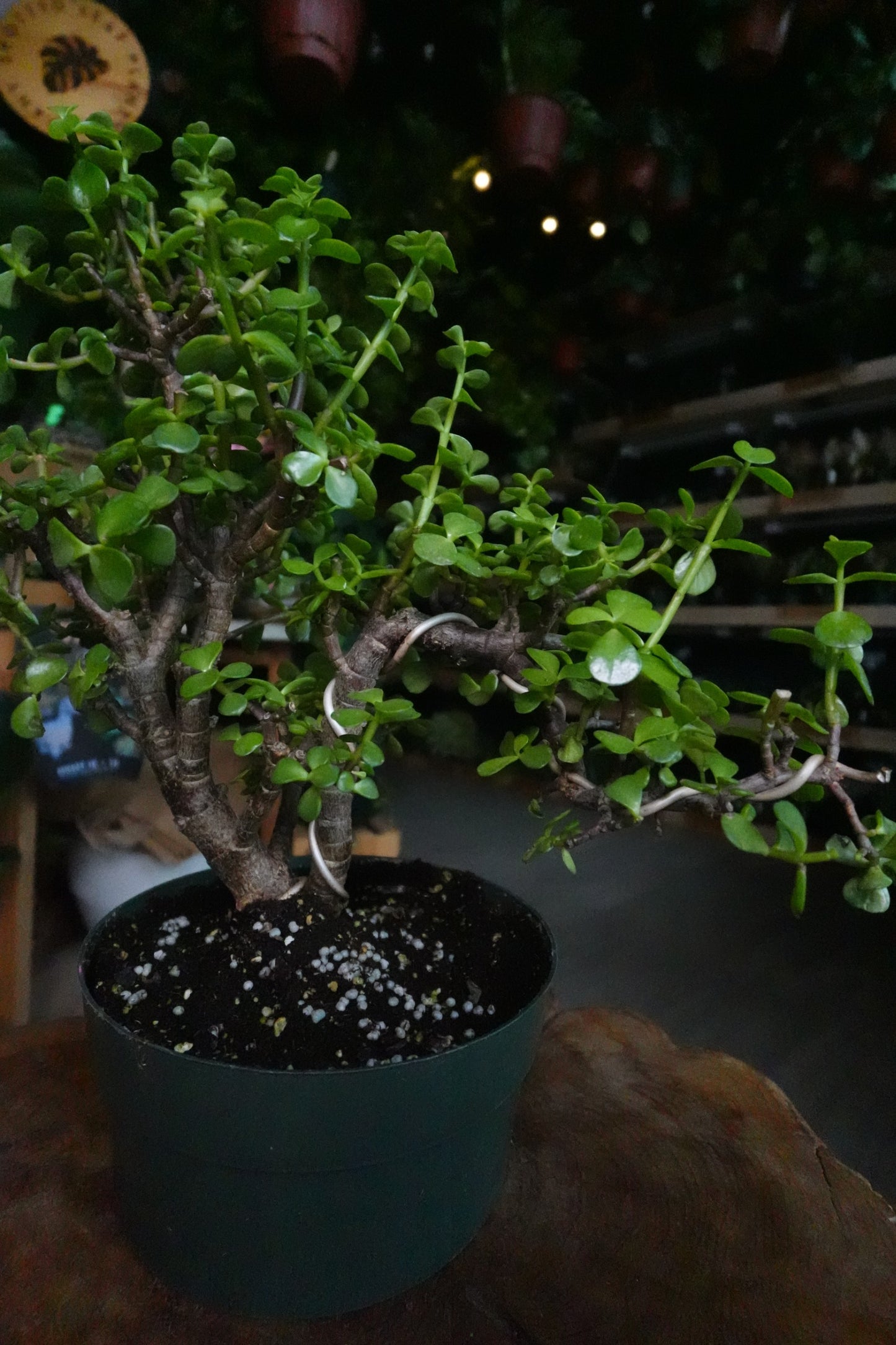 Portulacaria Afra Pagoda Bonsai 8"