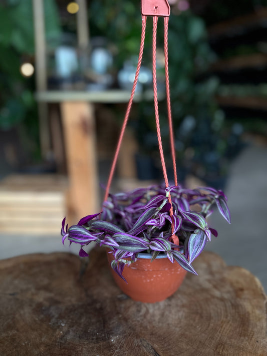 Tradescantia Pink Paradise 6" HB