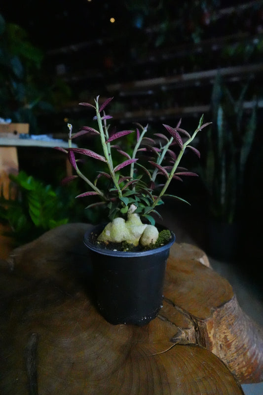 Red Monadenium 4"