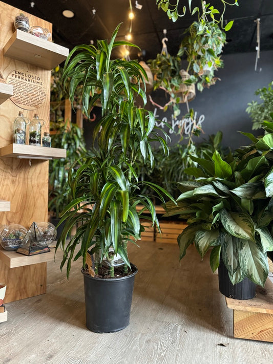 Dracaena Hawaiian Sunshine 12”