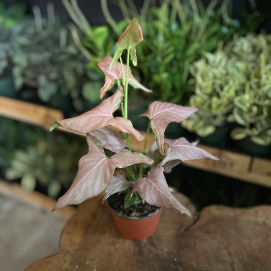 Syngonium Pink Perfection 4"