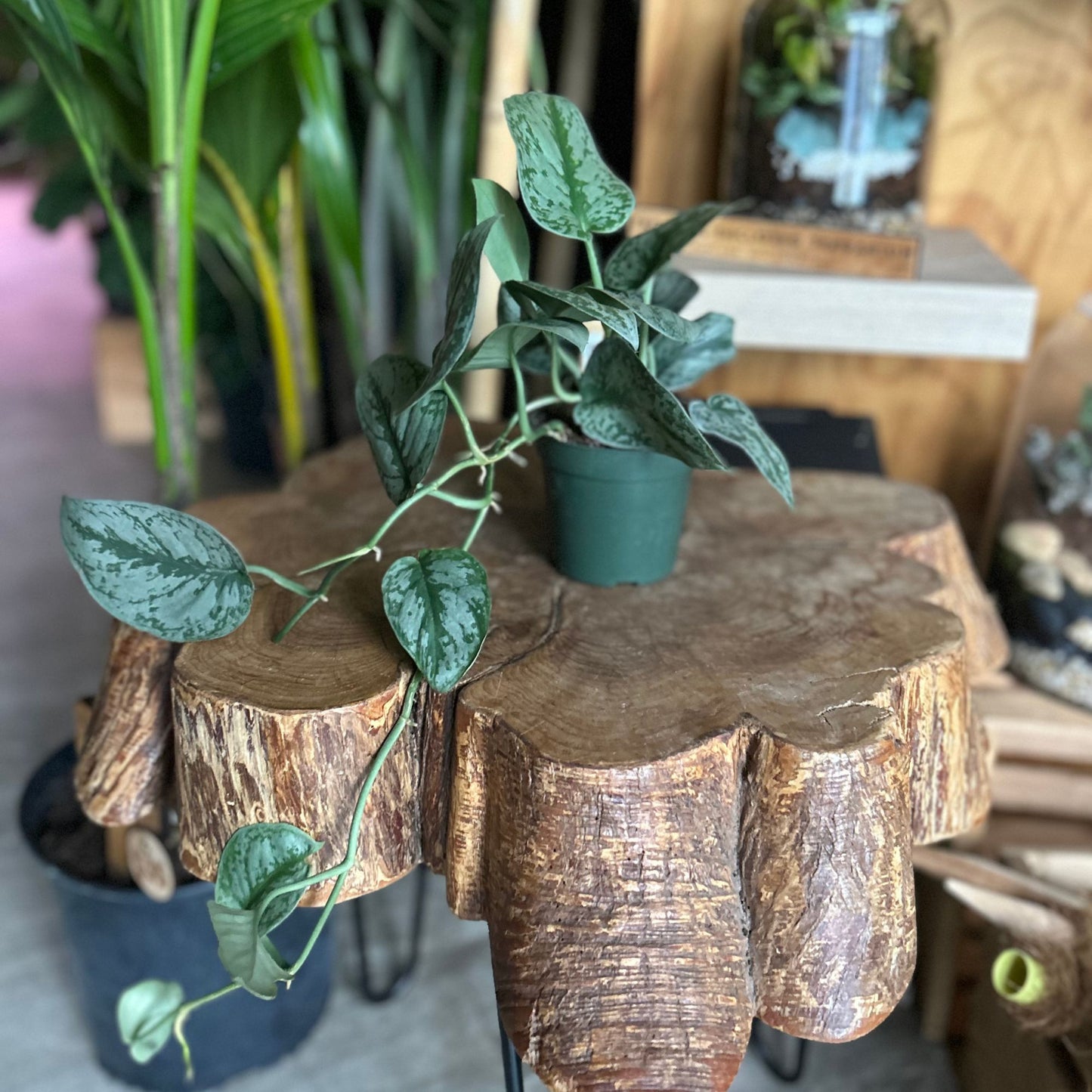 Scindapsus Pictus Exotica 4"