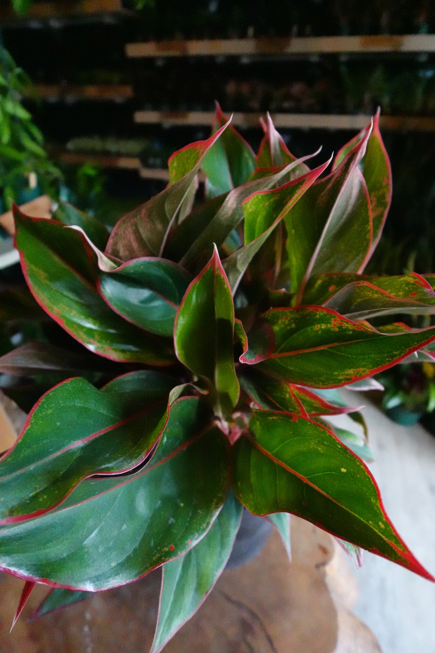 Aglaonema Red Siam 10"