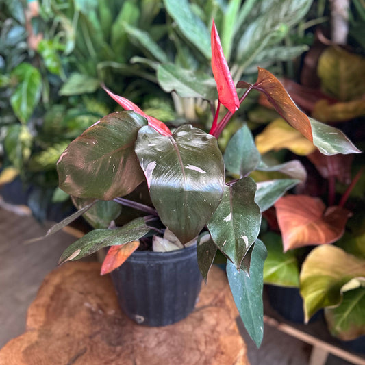 Pink Princess Philodendron 8"