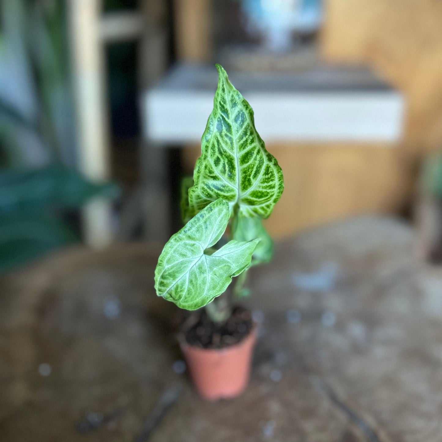 Syngonium Batik 2”