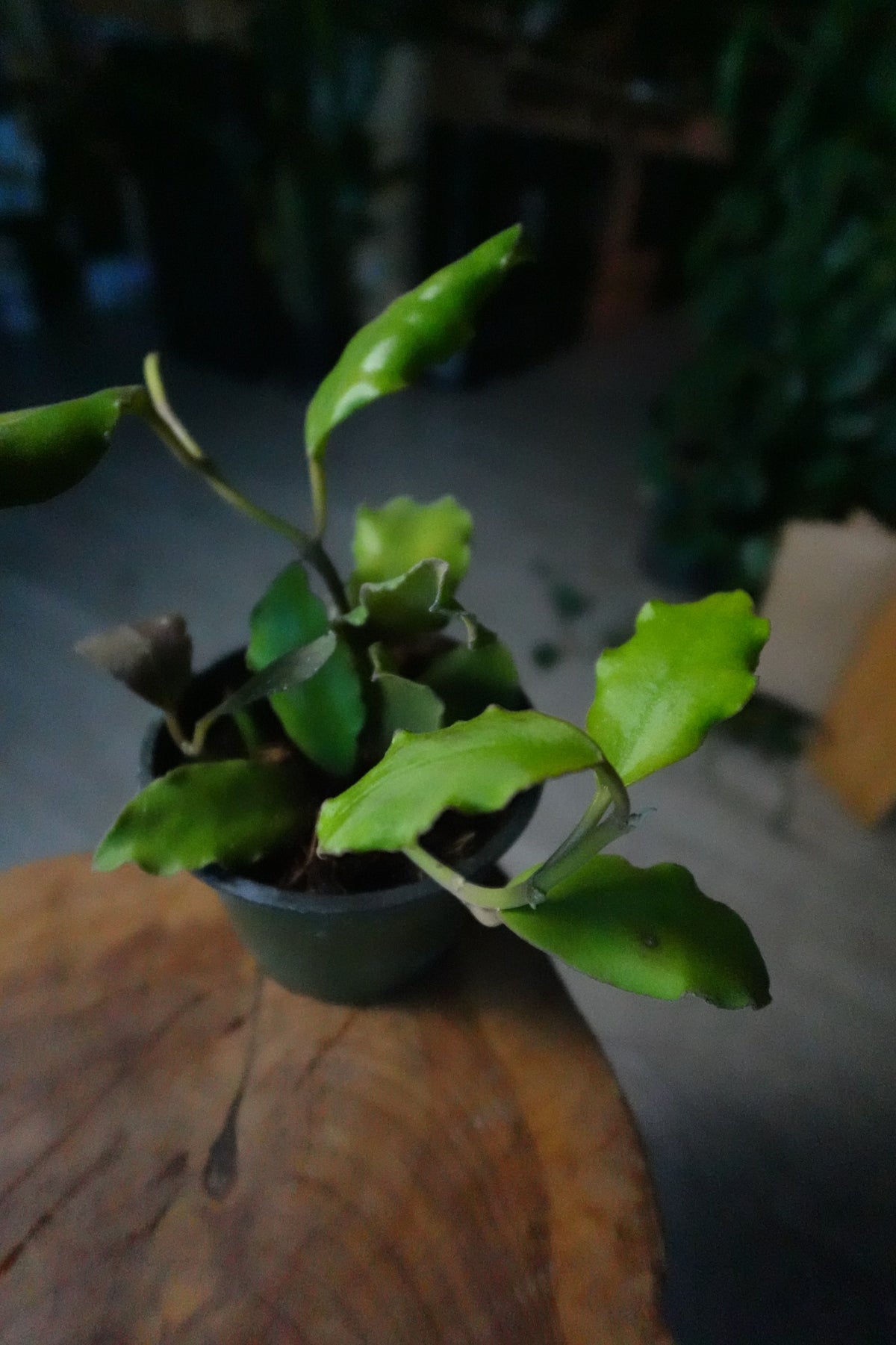 Hoya Waymaniae 4"