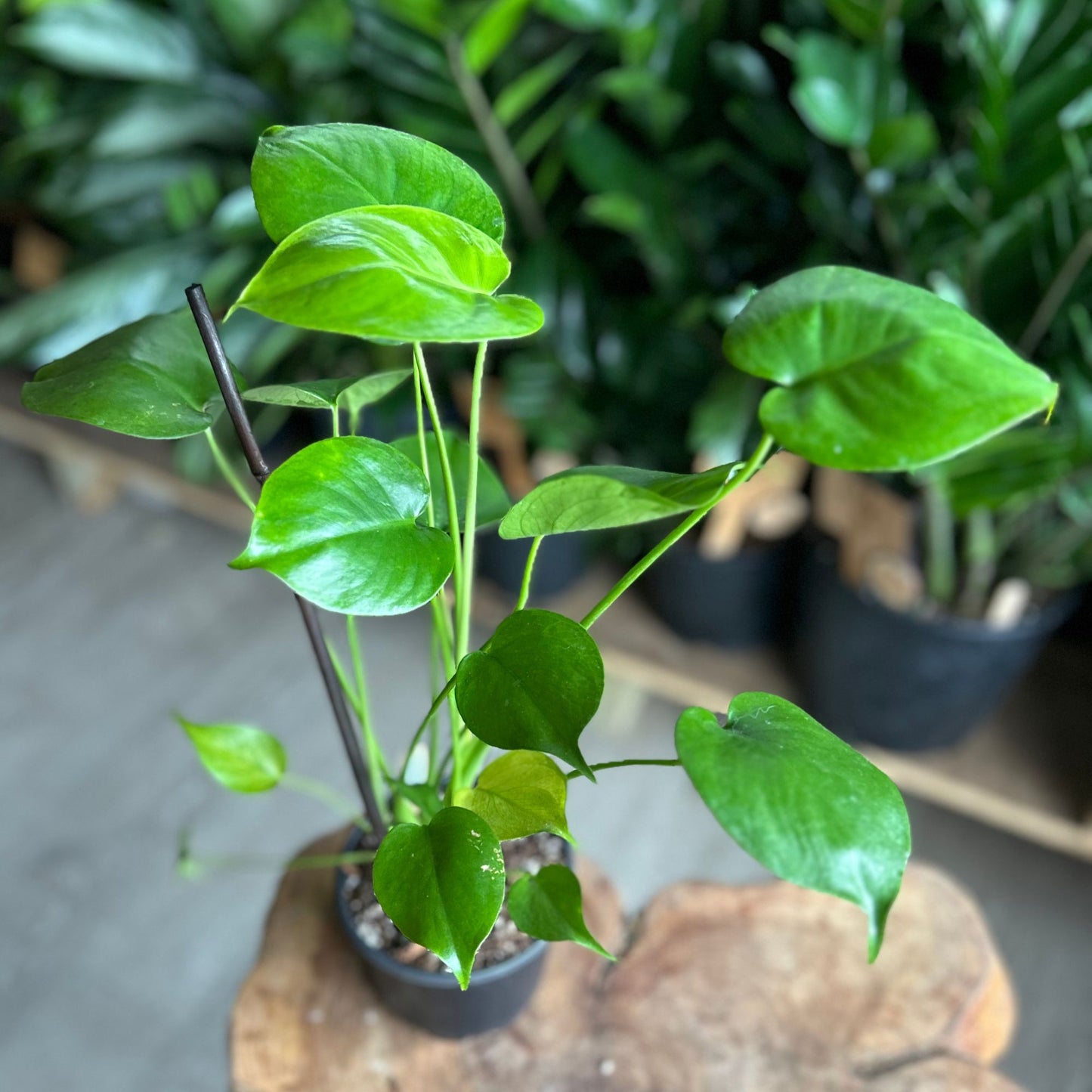 Monstera Deliciosa 4”