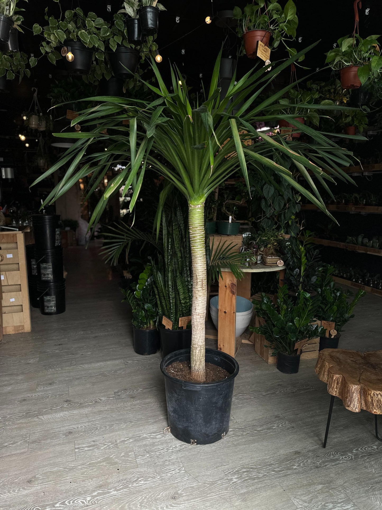 Dracaena Arborea 17"