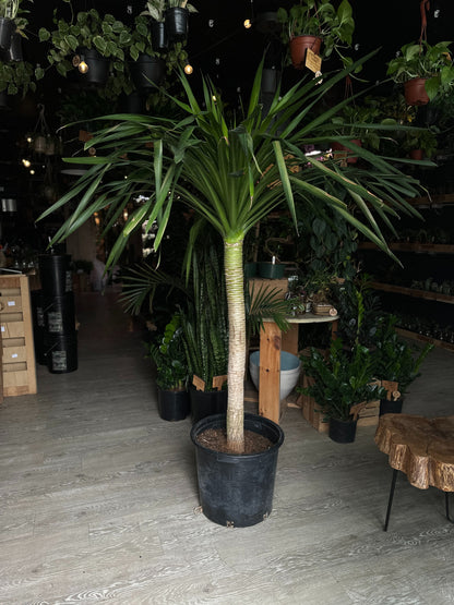 Dracaena Arborea 17"