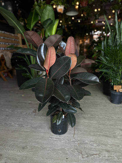 Ficus Burgundy (Dark Rubber Tree) 8"
