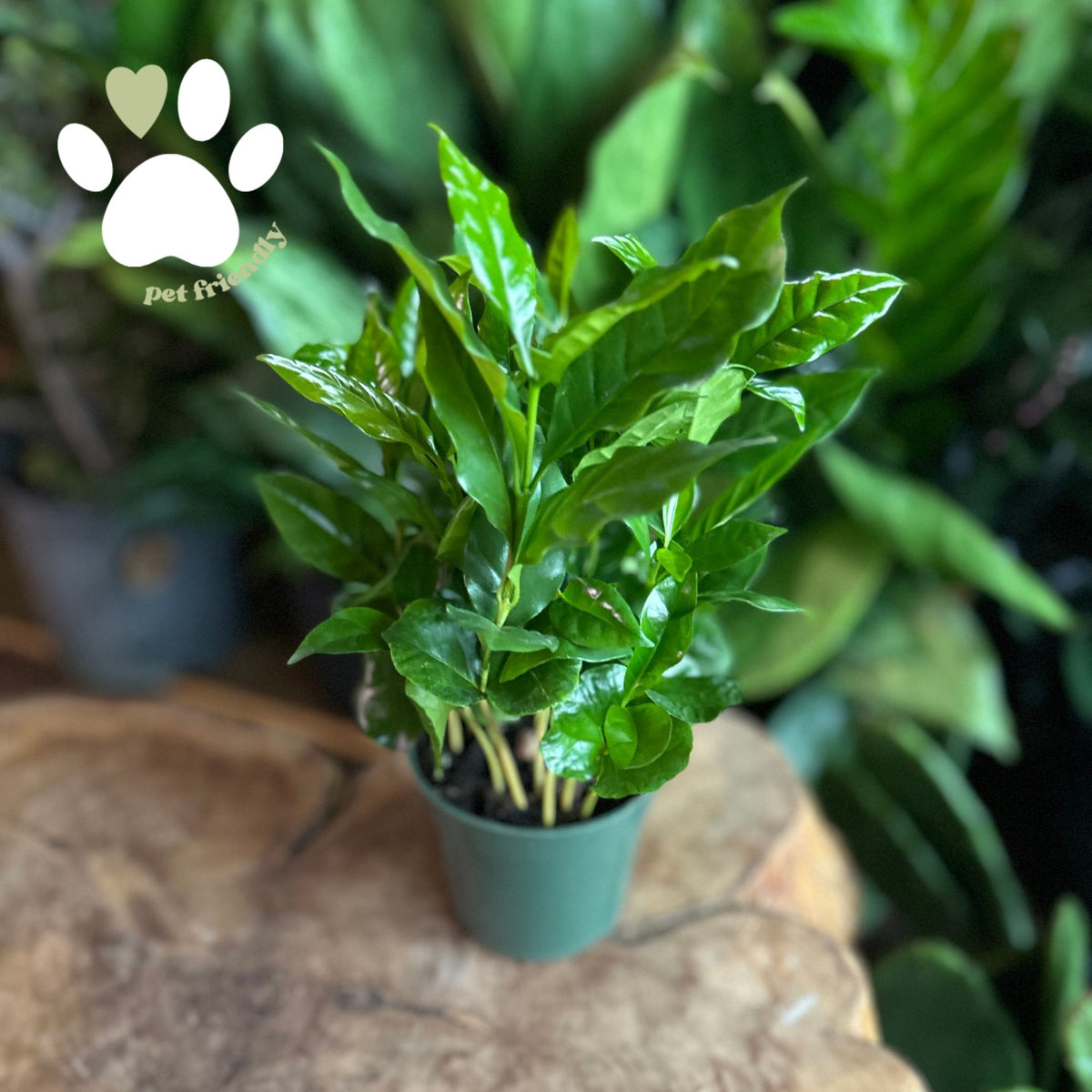 Coffee Plant 4"