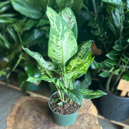 Dieffenbachia Sublime 6"