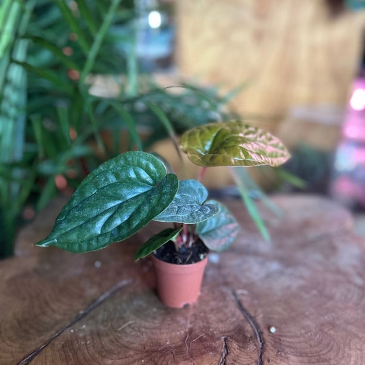 Anthurium Radicans 2"
