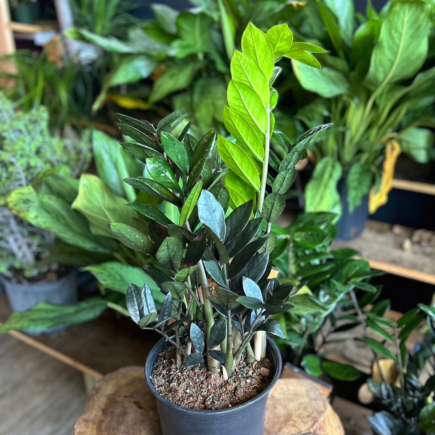 ZZ Plant Super Nova 8”
