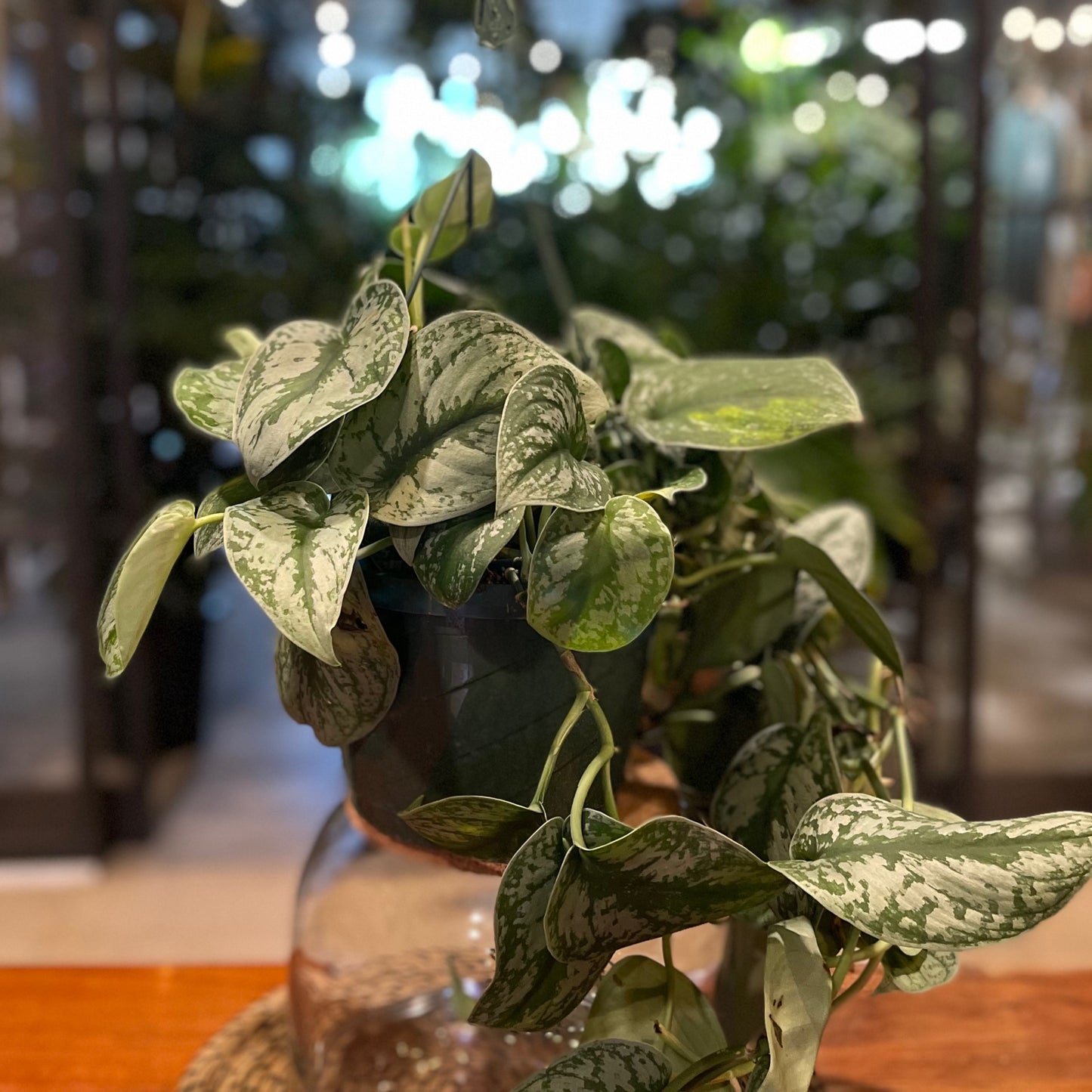 Scindapsus Pictus Exotica HB 8"