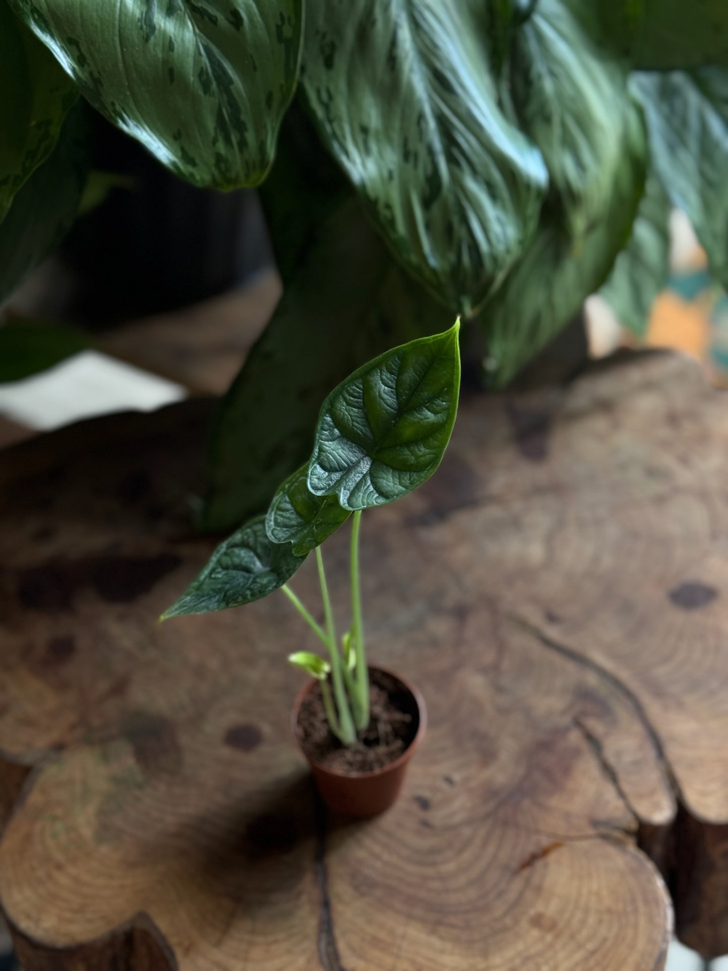 Alocasia Dragon Scale 2”