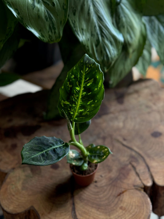 Dieffenbachia Reflector 2”