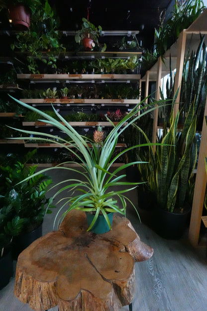 Ananas Amaury Pineapple 6"