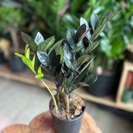 ZZ Plant Super Nova 5”