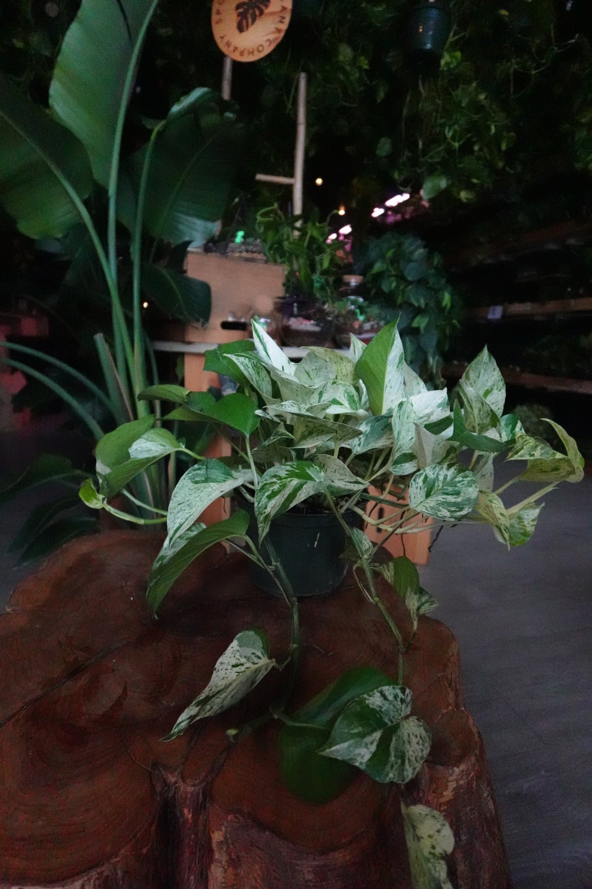Pothos Diamond 6"